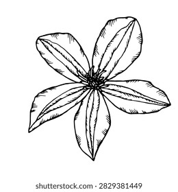 Vector silhouettes of clematis flowers. Simple hand-drawn vector illustrations of clematis flowers.