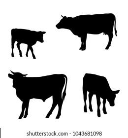 Vector silhouettes of cows, different poses, black color, isolated on white background