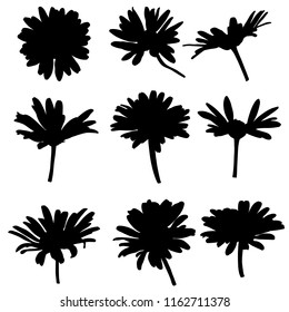 vector silhouettes of daisy flowers, chamomiles, floral elements, hand drawn botanical illustration