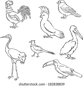 vector silhouettes of different birds