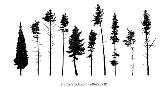 Vector silhouettes of different pine trees.