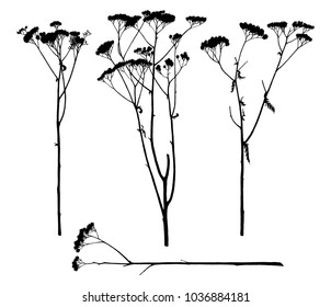 Vector silhouettes of dry yarrow plants