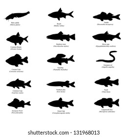 Vector silhouettes of european fishes