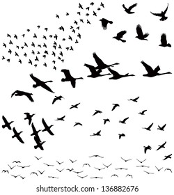 Vector silhouettes: a flock of birds, crows, swans, geese./ Silhouette a flock of birds