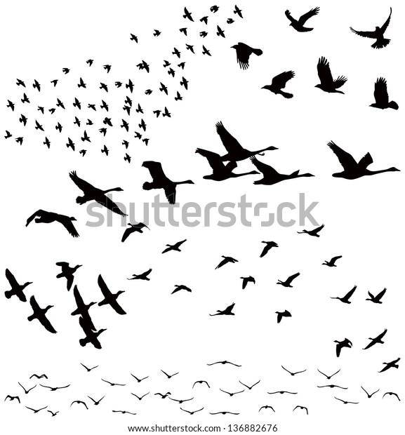 Vector silhouettes: a flock of birds,\
crows, swans, geese./ Silhouette a flock of\
birds
