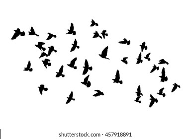 Vector silhouettes of flying birds, isolated black outline