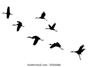 vector  silhouettes flying cranes