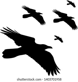 vector silhouettes flying ravens or crows, isolated on white background