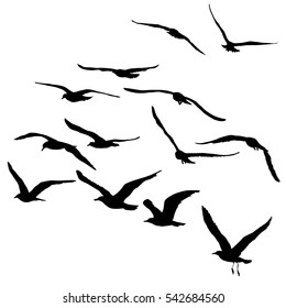 Vector silhouettes of flying seagulls, set of isolated black outlines of soaring birds