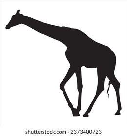 Vector silhouettes of giraffes. Giraffe silhouette isolated on white background.