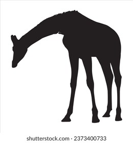 Vector silhouettes of giraffes. Giraffe silhouette isolated on white background.