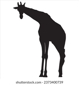 Vector silhouettes of giraffes. Giraffe silhouette isolated on white background.