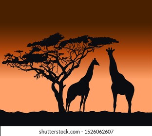 Vector silhouettes of giraffes at sunset