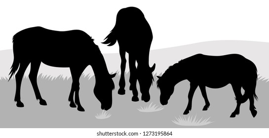 Vector silhouettes of grazig horses and Shetland pony eating grass 