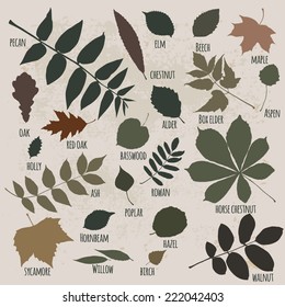 Vector silhouettes of leaves (ash, elm, willow, birch, poplar, rowan, oak, linden, aspen, maple, chestnut, holly, alder, walnut, sycamore, basswood, hazel, pecan, elder, hornbeam, conker-tree). 