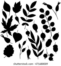 vector silhouettes of leaves and berries, hand drawn design elements