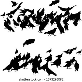 Vector silhouettes of pigeons isolated on a white background. Flock of doves for your design
