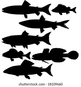 vector silhouettes of river fish on white background