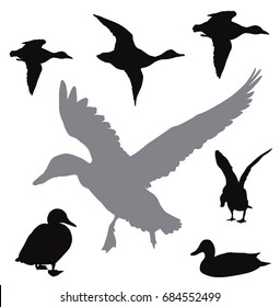 Vector silhouettes set. Duck flying