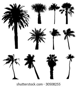 Vector Silhouettes Set Of  Tall California Palm Trees Isolated On White Background