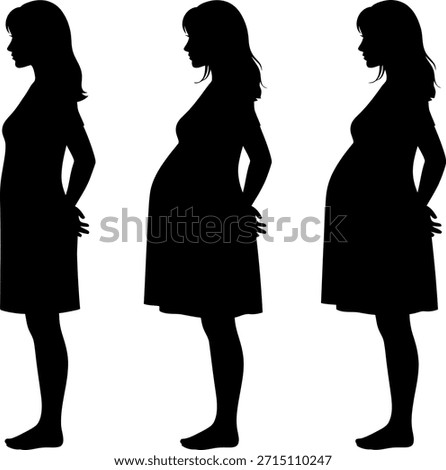 Vector silhouettes showing the progression and development of a woman's body and belly shape during different trimesters of pregnancy, isolated on whi