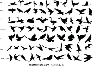 Vector silhouettes of storks, crows, doves, hummingbirds, swallows, swans and seagulls