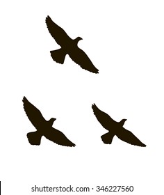 Vector silhouettes of three flying birds