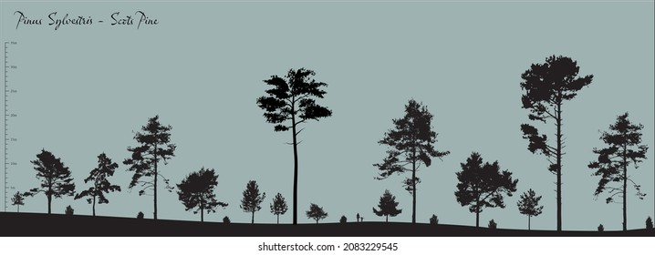 Vector silhouettes of a variety of Pinus Sylvestris pine trees, fully editable