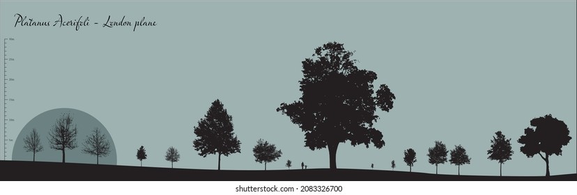 Vector silhouettes of a variety of Platanus Acerfoli deciduous trees, fully editable