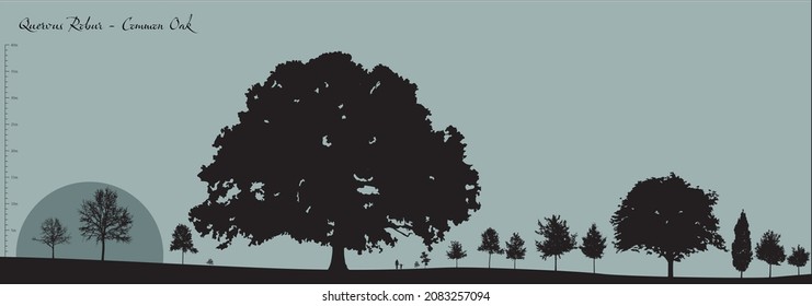 Vector silhouettes of a variety of Quercus Robur deciduous trees, fully editable