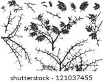 Vector Silhouettes of various Acacia branches with leaves and thorns