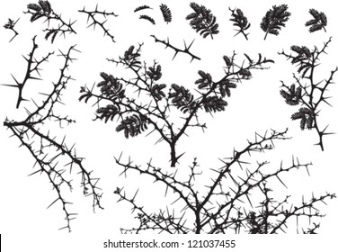 Vector Silhouettes of various Acacia branches with leaves and thorns