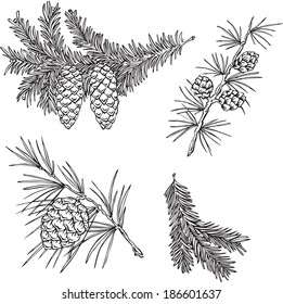 Vector silhouettes of various pine branches 