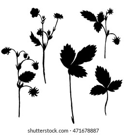 Siluetas vectoriales de flores y hojas de fresa silvestres, plantas silvestres aisladas, elementos florales monocromos negros