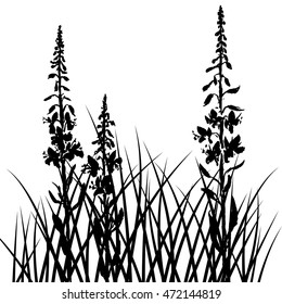 vector silhouettes of willow herbs flowers and grass, background with wild plants, black monochrome floral template, hand drawn illustration