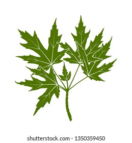 vector silver maple (Acer saccharinum) twig isolated on white background