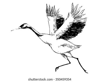 vector simple black on white drawing - crane running before taking off to fly