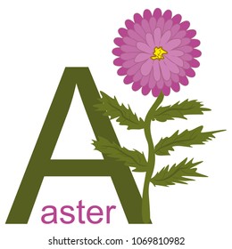 Vector simple childish clipart with the beautiful Aster flower. Card for learning English letter A, isolated, on white background