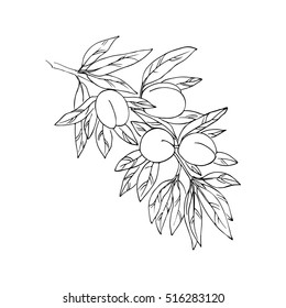 vector simple contour of almond nuts plant tree