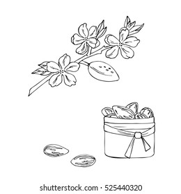 vector simple contour sketch of almond flower and packet nuts