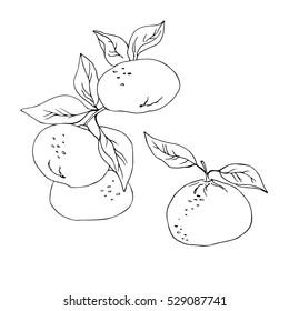 vector simple contour sketch of mandarin