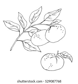 Vector Simple Contour Sketch Of Mandarin Branch 