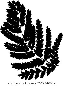 Vector simple drawing of a fern twig silhouette. Fern for printing on fabric. Vector illustration.