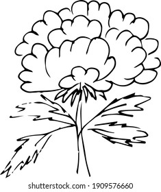 Vector simple drawing of a peony. abstract floral illustration. hand drawn vector graphics. black and white illustration
