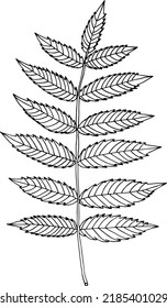 Vector simple drawing of a twig with leaves. For decoration and coloring. Thread for print and web.