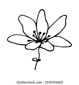 Vector simple flower doodle clipart. Hand drawn floral illustration isolated on white background. For print, web, design, decor, logo.