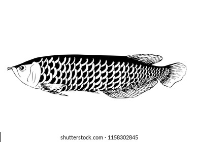 vector simple hand draw sketch arowana fish