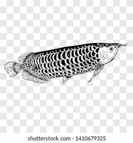 Vector simple hand draw sketch arwana fish at fake transparent background
