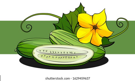 Vector simple illustration of cucumbers with halves on a green stripe.