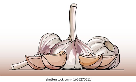 Vector simple illustration a group of bulb garlic with cloves on a line (side view).